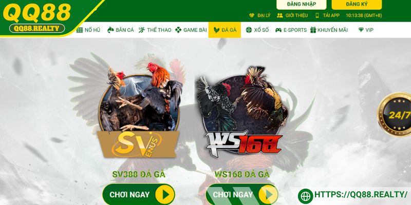 QQ88 sôi động cùng với màn đá gà hấp dẫn khó quên